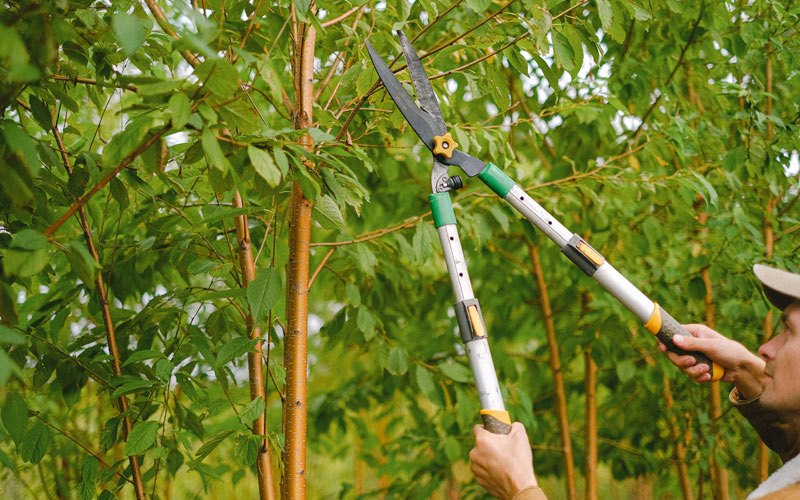 Tree trimming in Brule, NE